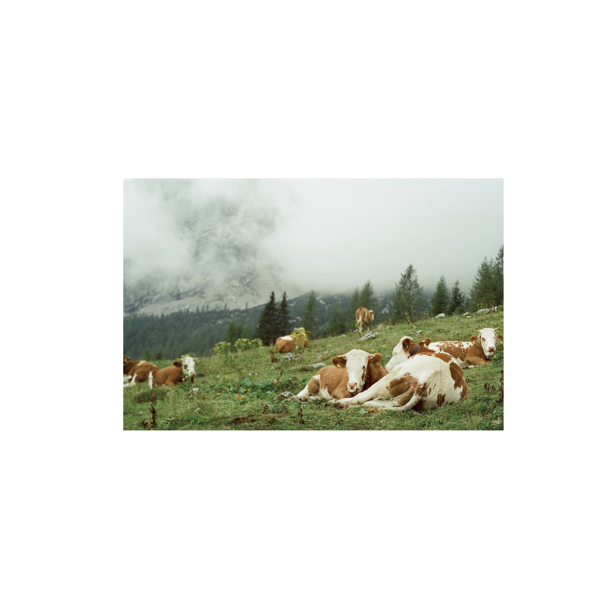 Cinestill 50D Daylight