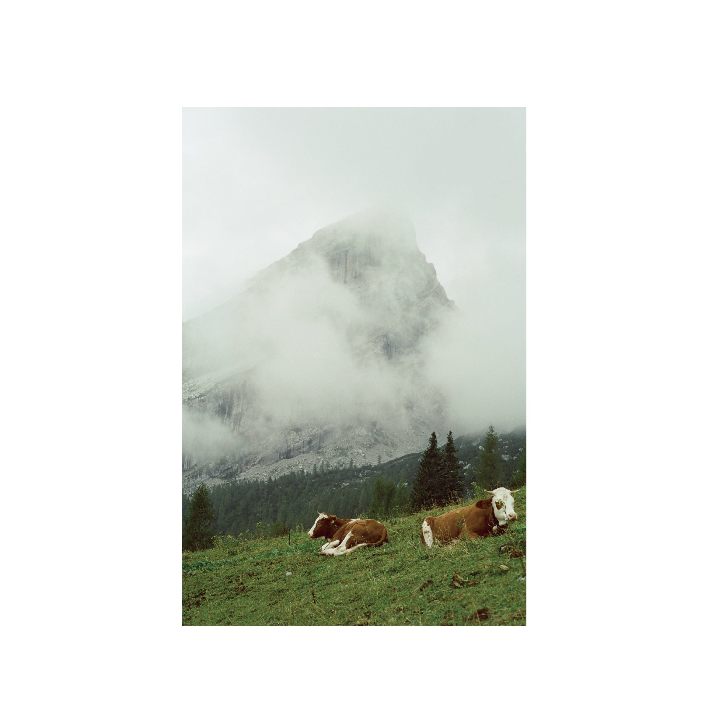 Cinestill 50D Daylight