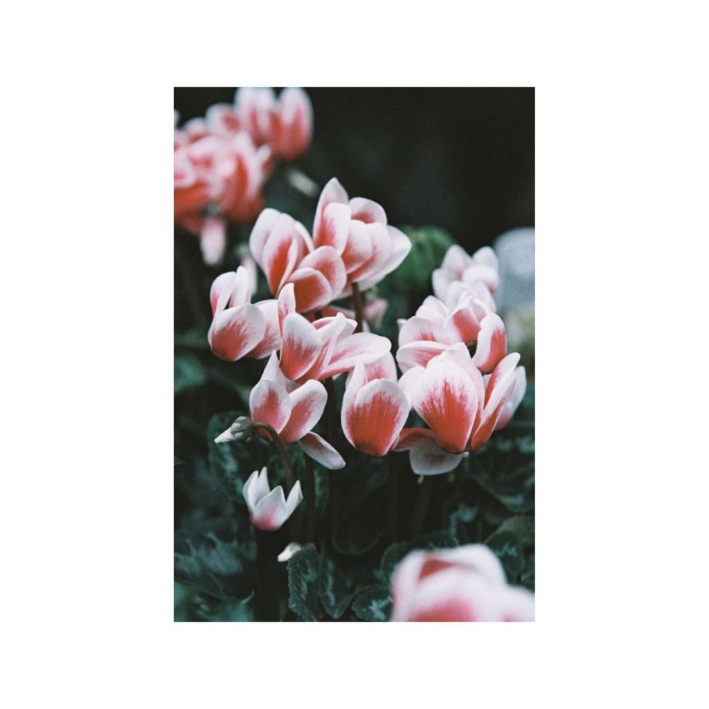 LomoChrome Color ’92 400 120 format