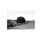 Ilford FP4 Plus 125