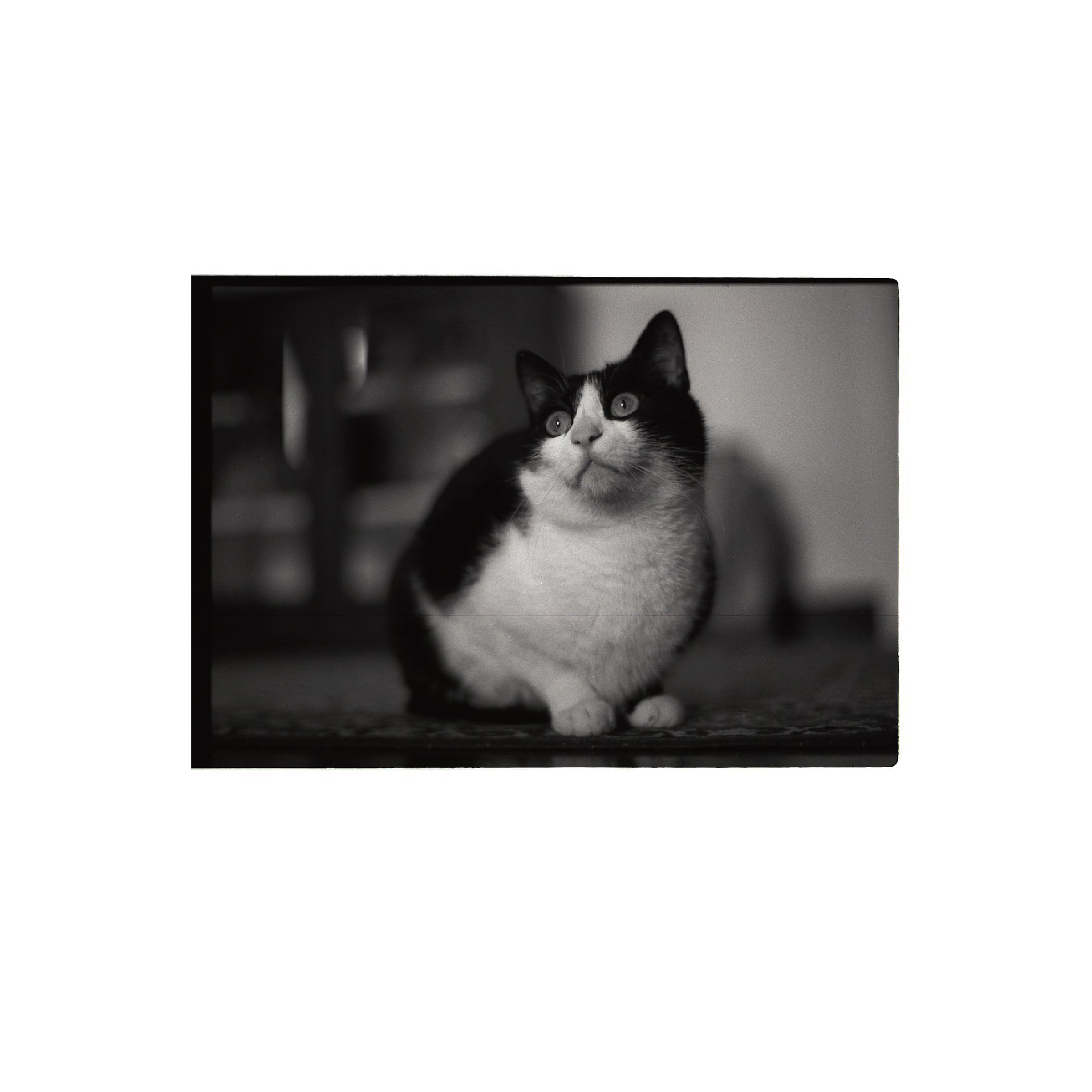 Ilford PANF Plus 50
