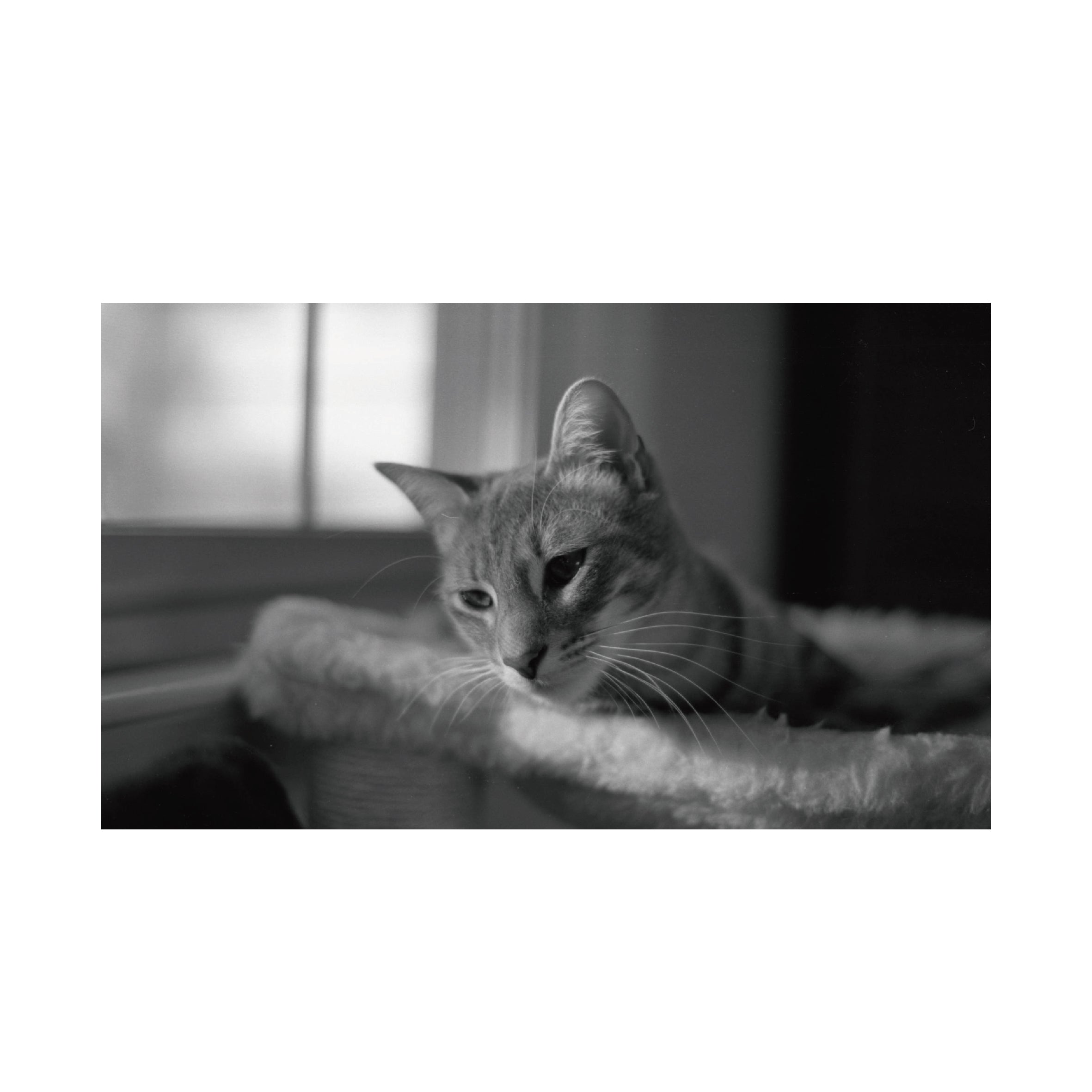 Fujifilm Neopan Acros100 II