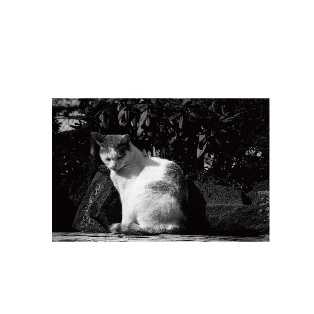 Agfaphoto APX 100