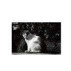 Agfaphoto APX 100