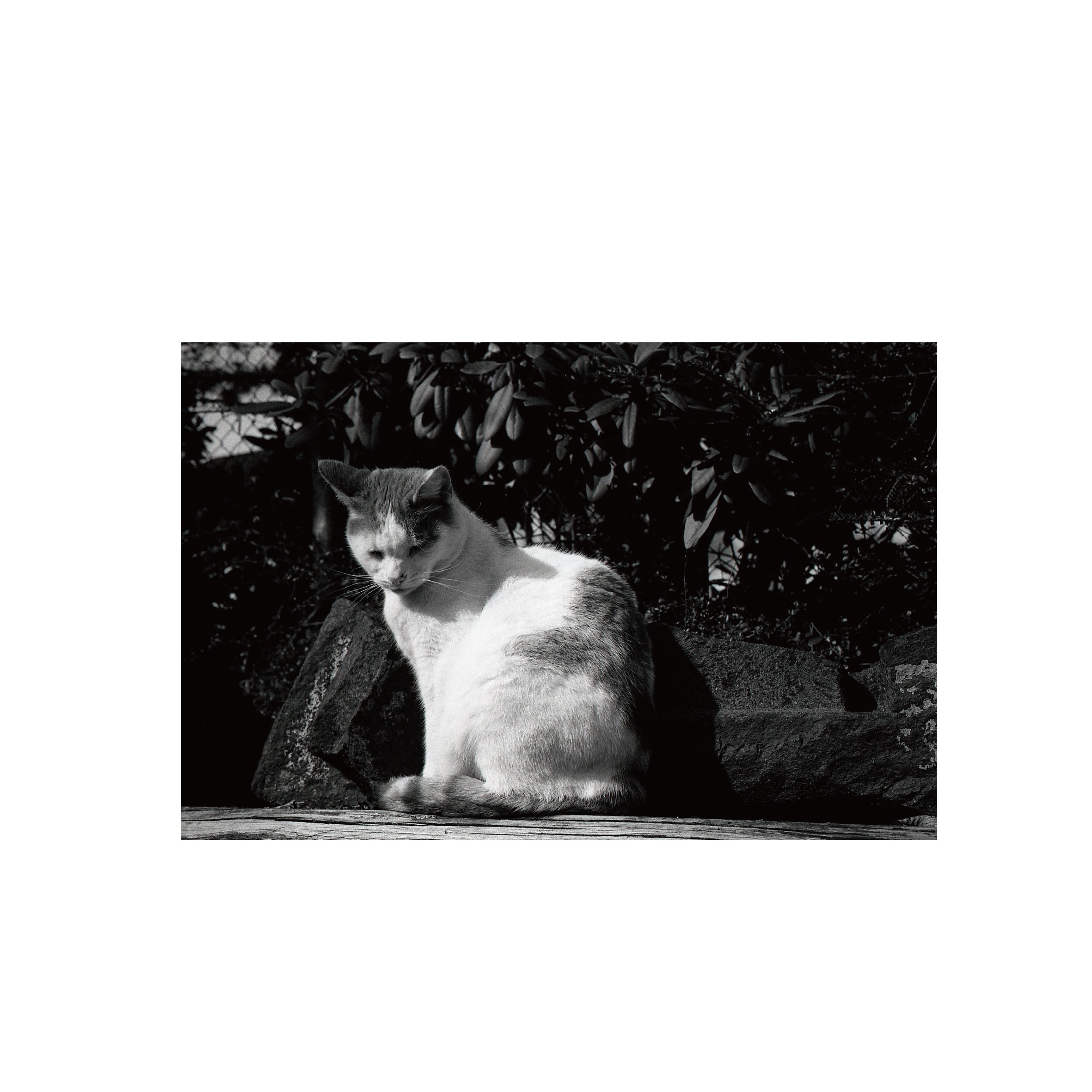 Agfaphoto APX 100