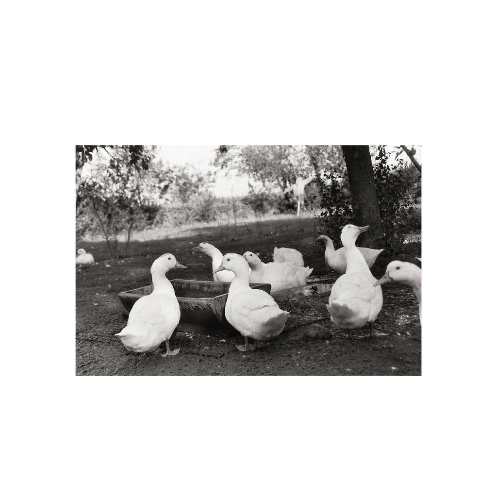 Agfaphoto APX 100