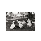 Agfaphoto APX 100