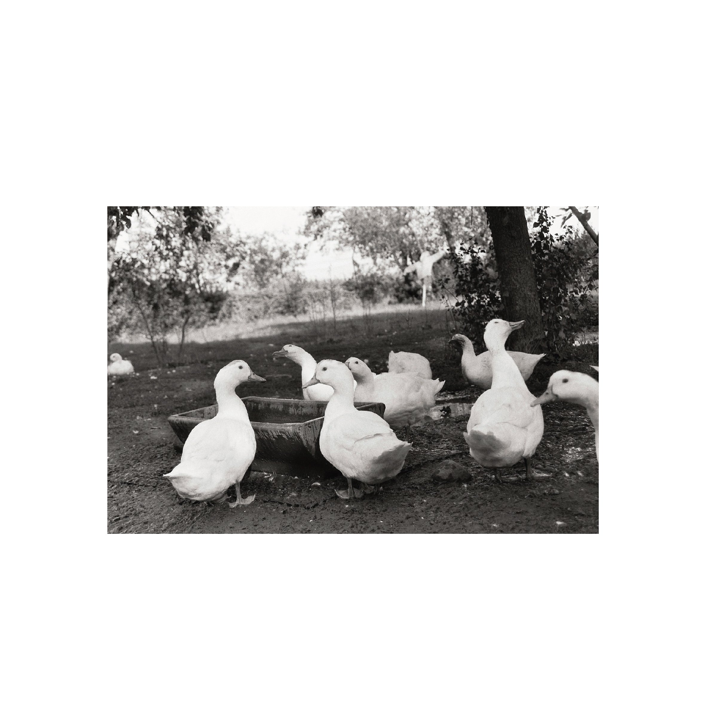 Agfaphoto APX 100
