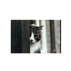 Agfaphoto APX 400