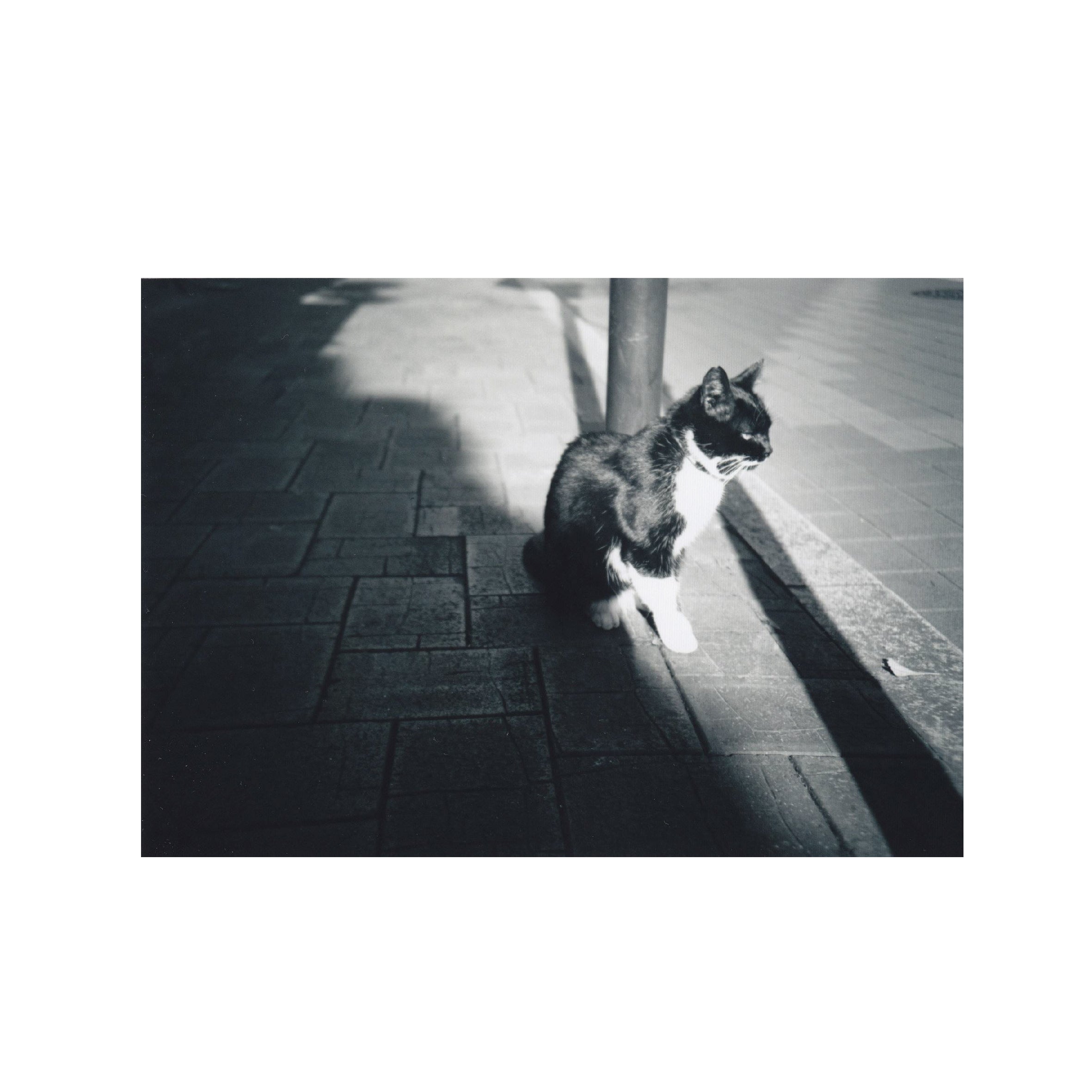 Rollei BlackBird Creative B&W