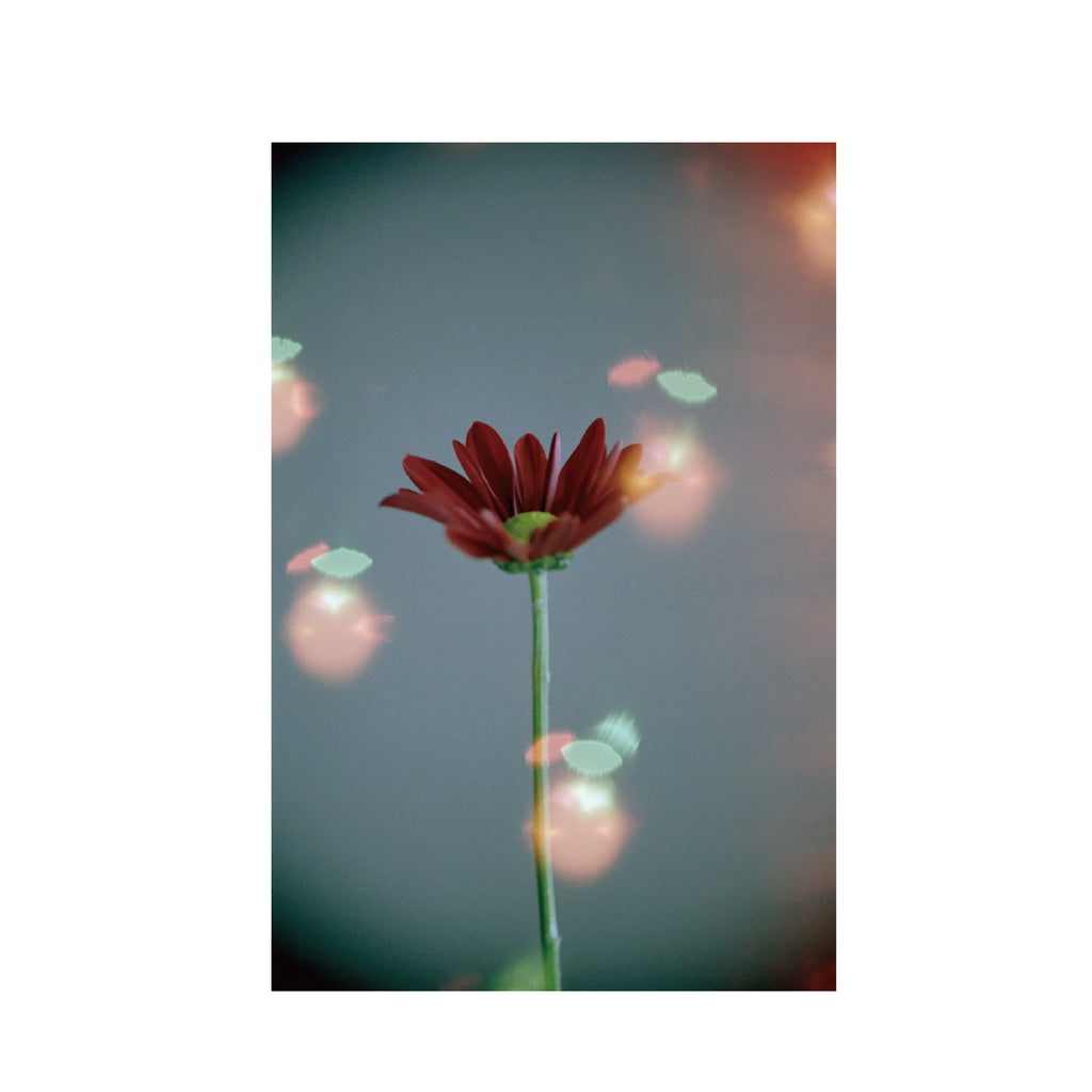 Hanalogital Bokeh 200