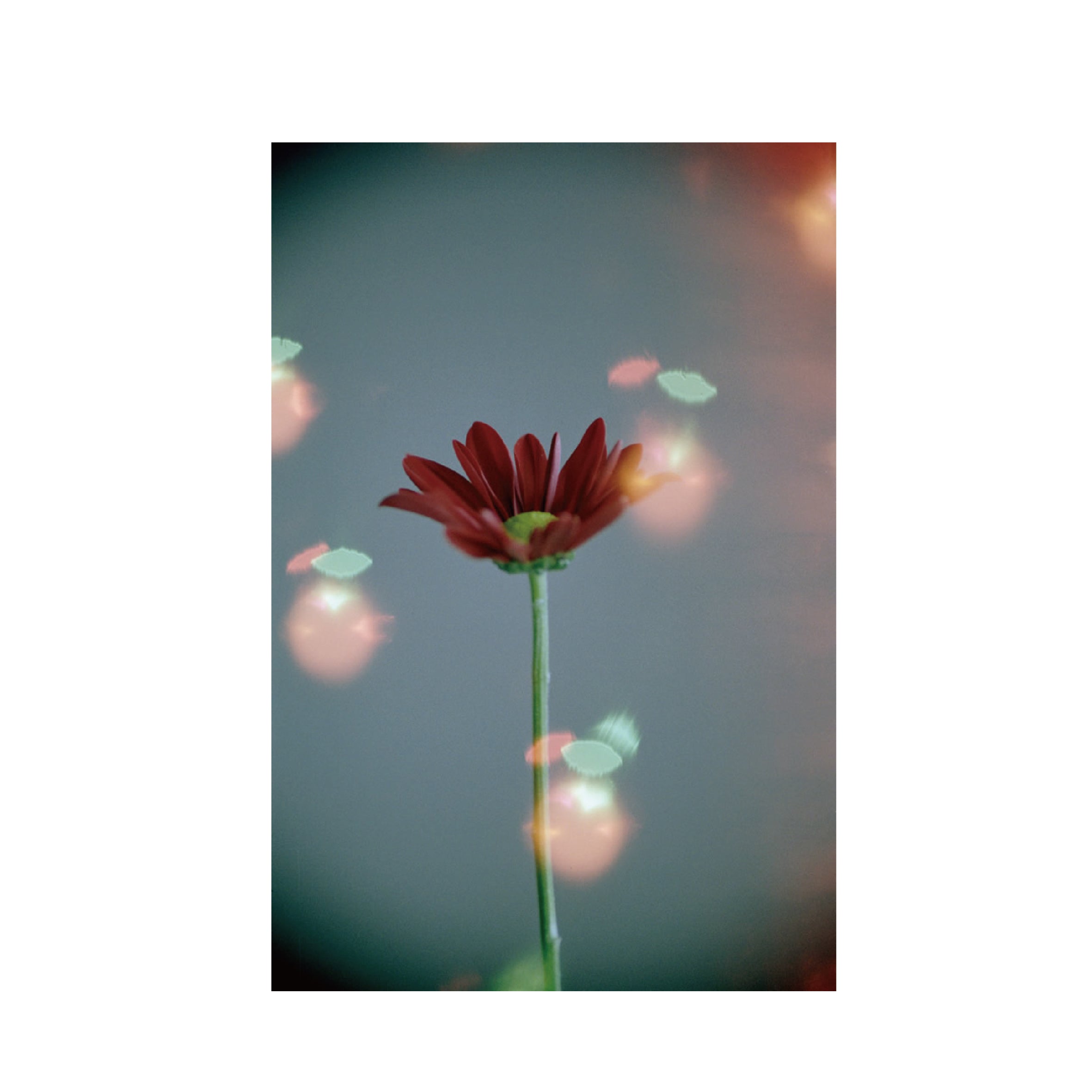 Hanalogital Bokeh 200