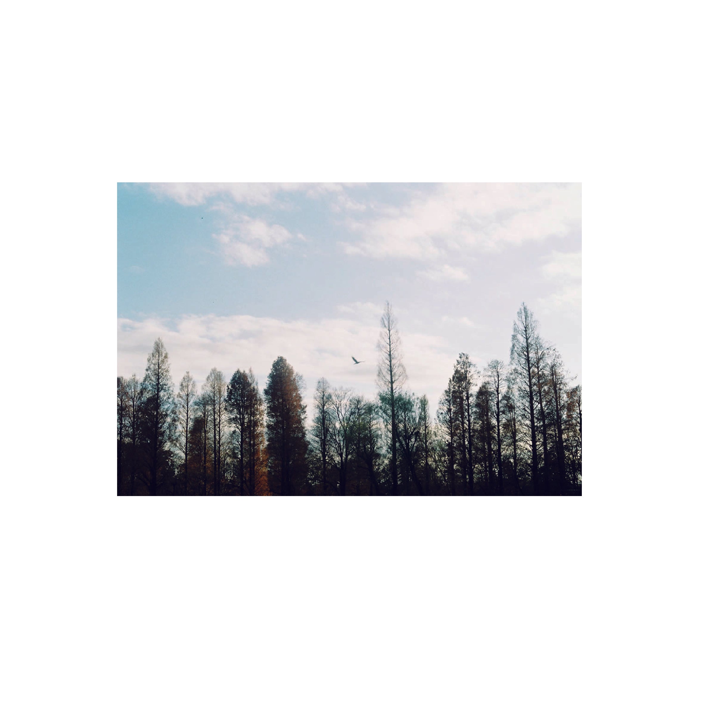 Fujifilm Fujicolor C200