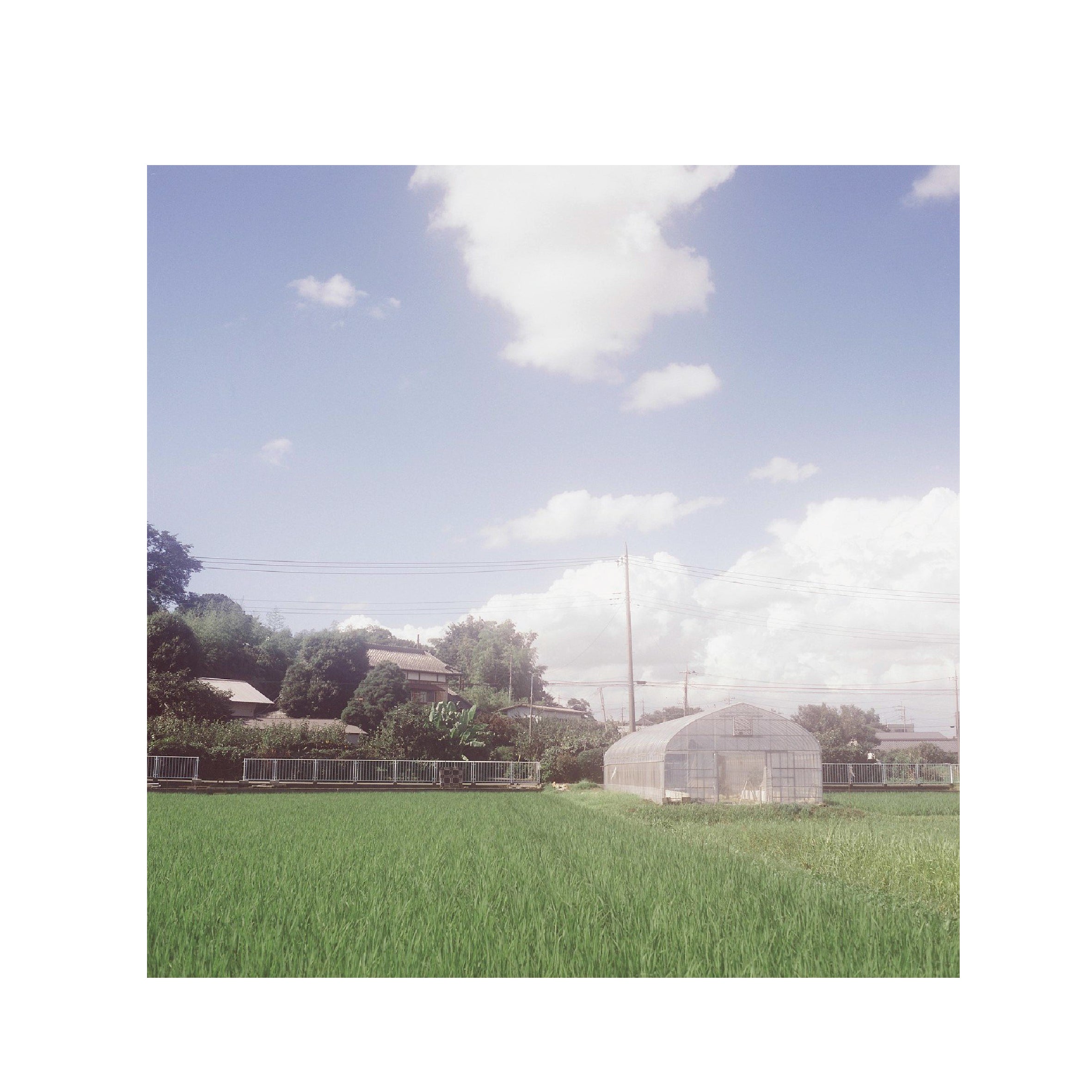 Cinestill 50D Daylight 120 Format