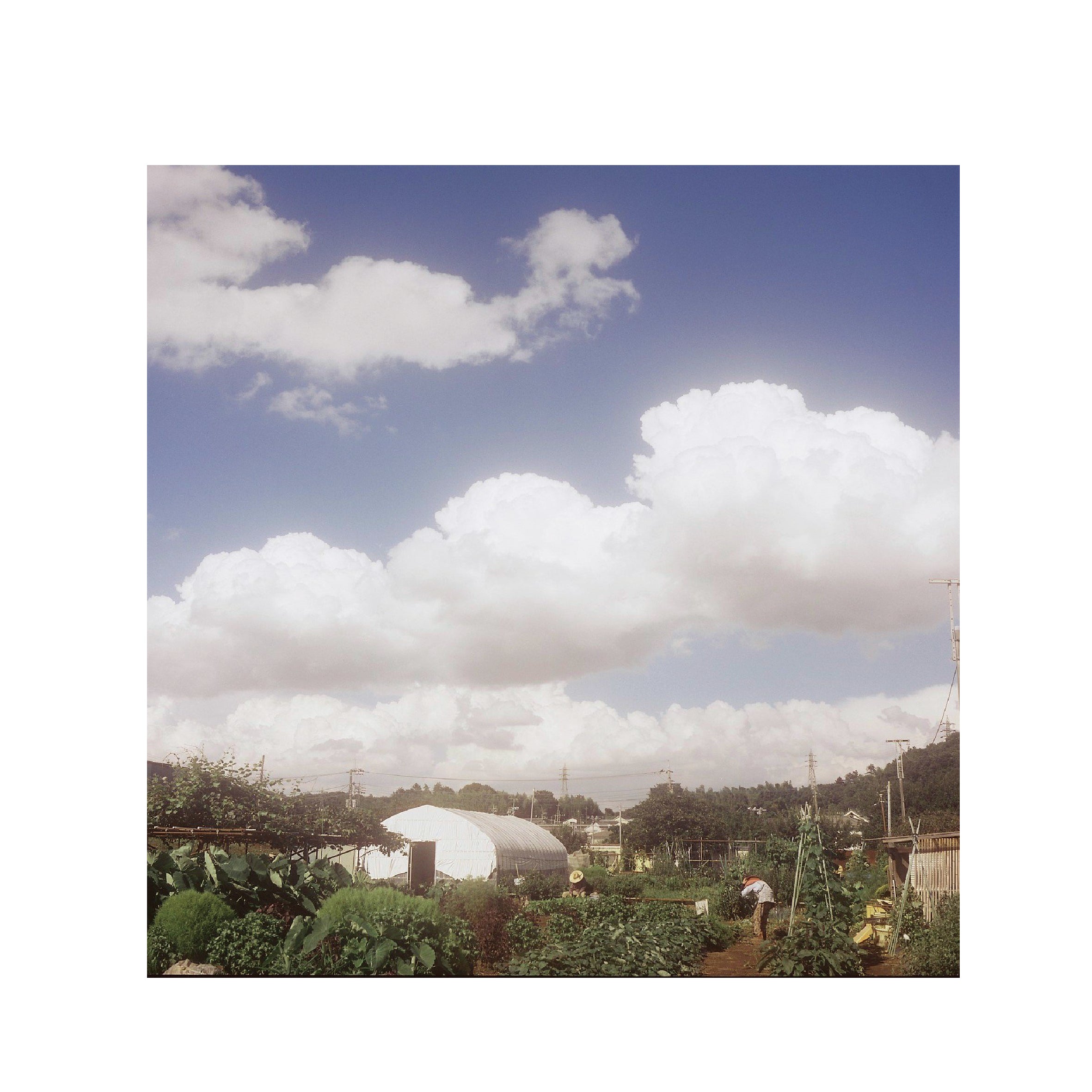 Cinestill 50D Daylight 120 Format