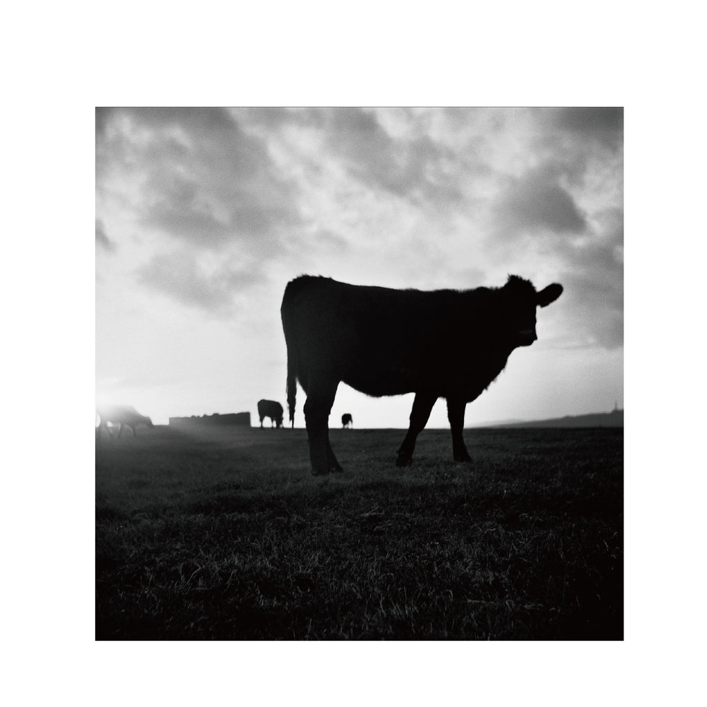 Cinestill BWXX(DoubleX) 120 Format