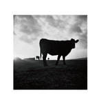 Cinestill BWXX(DoubleX) 120 Format