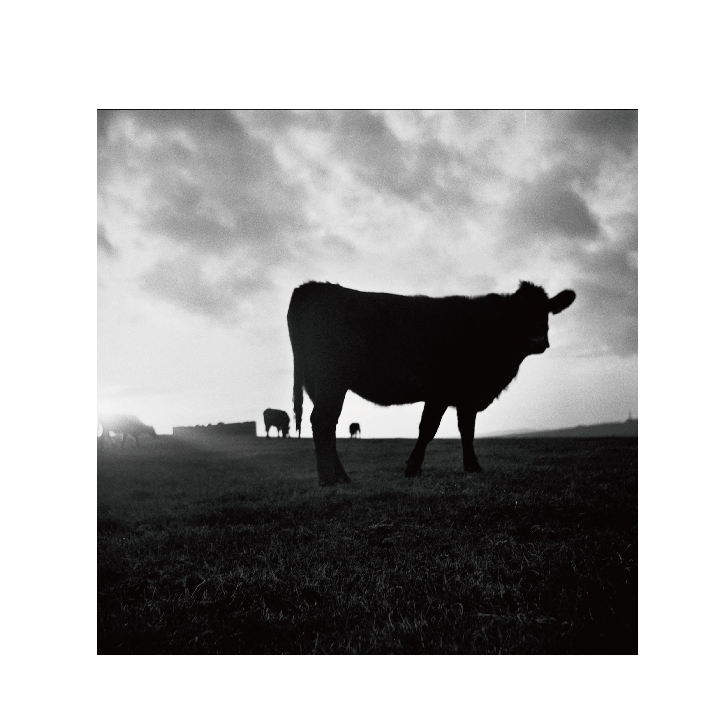 Cinestill BWXX(DoubleX) 120 Format