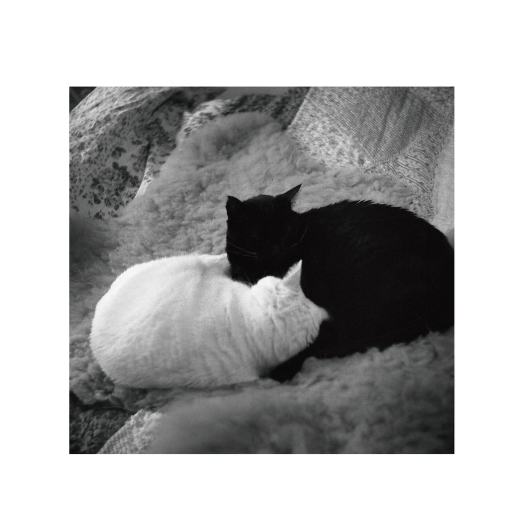 Cinestill BWXX(DoubleX) 120 Format