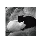 Cinestill BWXX(DoubleX) 120 Format