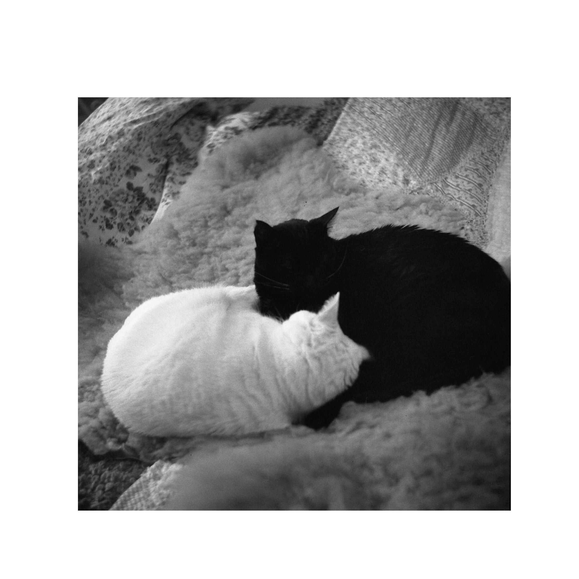 Cinestill BWXX(DoubleX) 120 Format