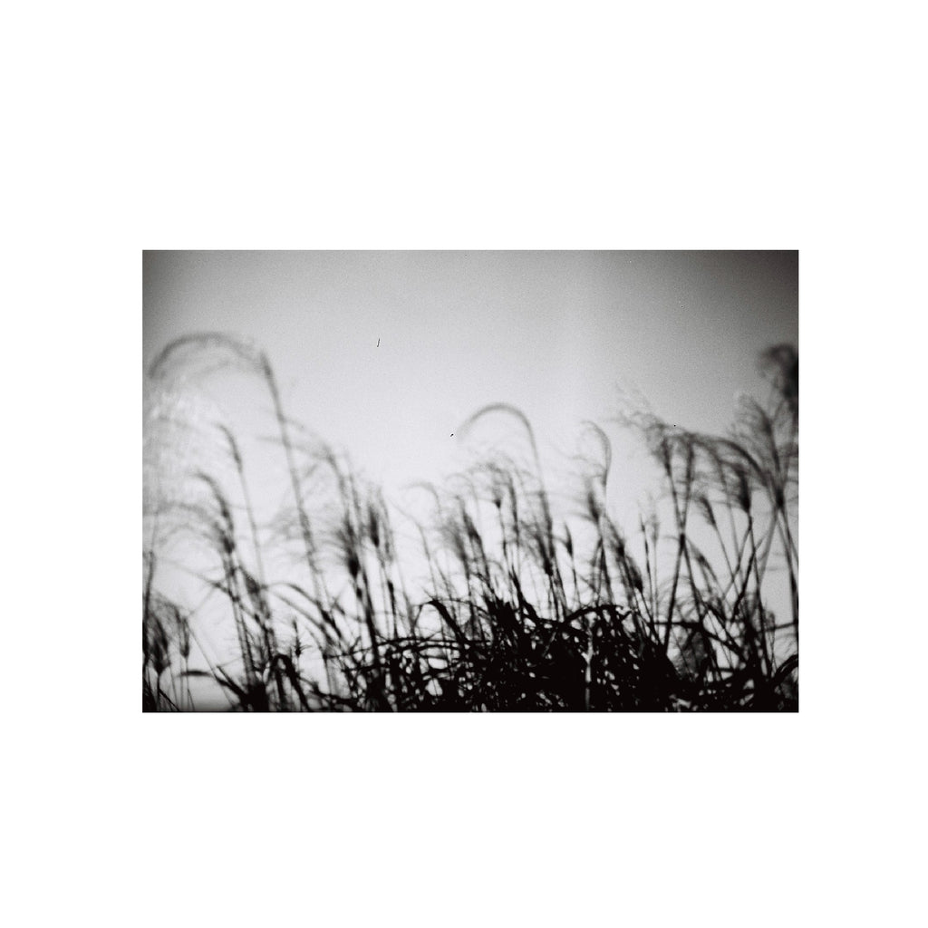 Eastman 2366 Blue-sensitive B&W