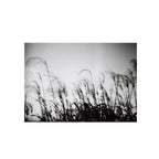 Eastman 2366 Blue-sensitive B&W