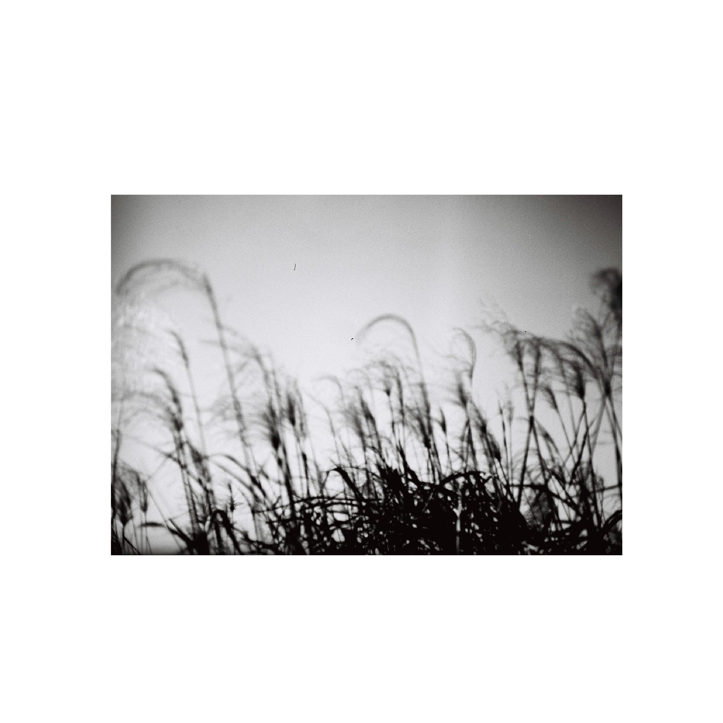 Eastman 2366 Blue-sensitive B&W