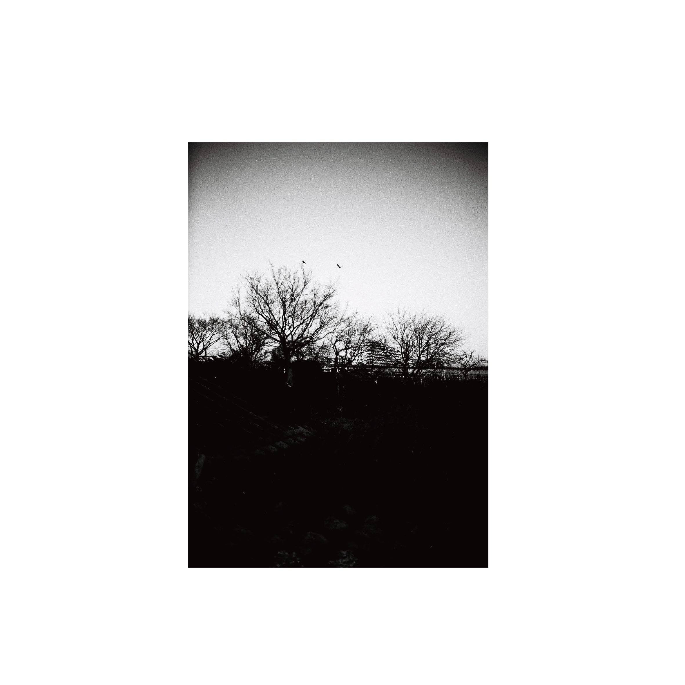 Eastman 2366 Blue-sensitive B&W