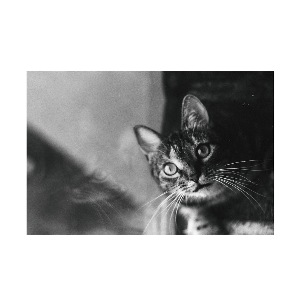 Fomapan 100