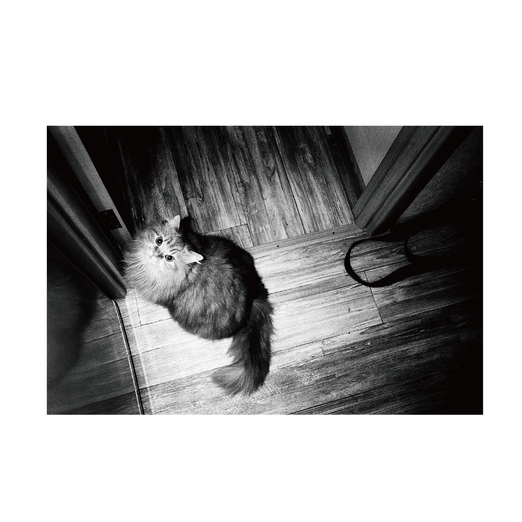 Fomapan 100