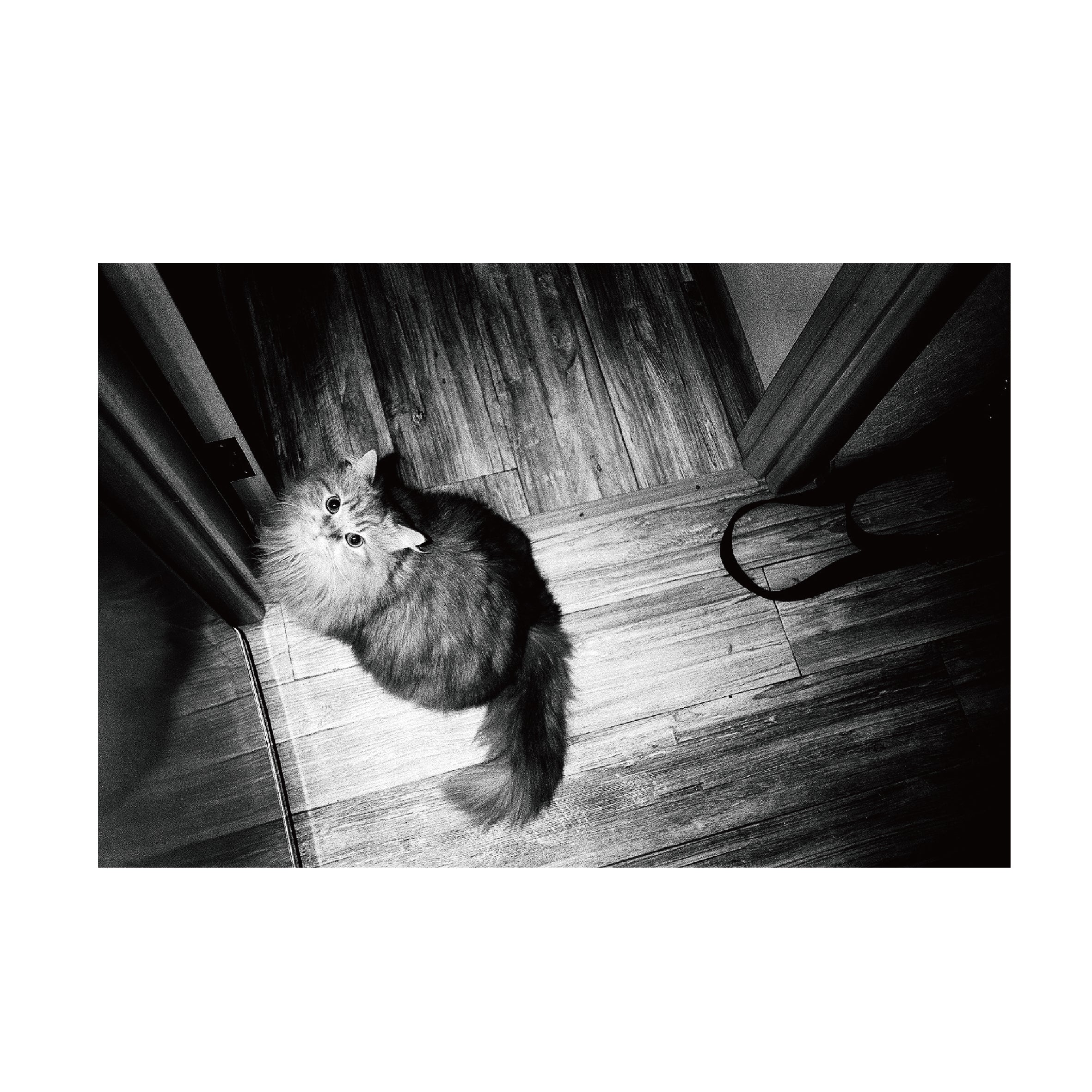 Fomapan 100