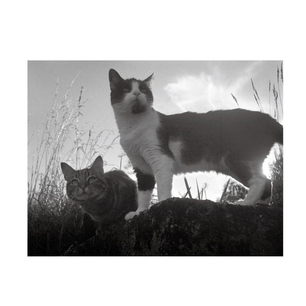Fomapan 100