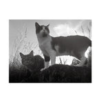 Fomapan 100