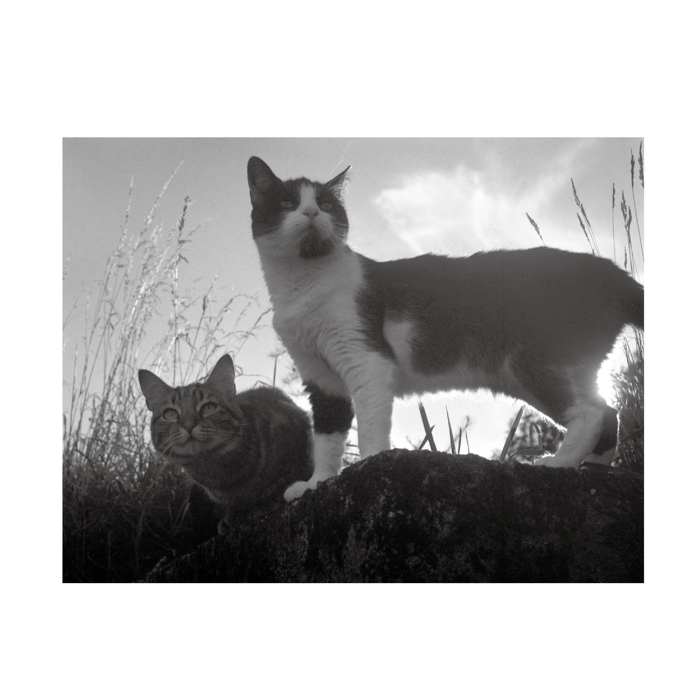 Fomapan 100
