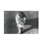 Fomapan 200