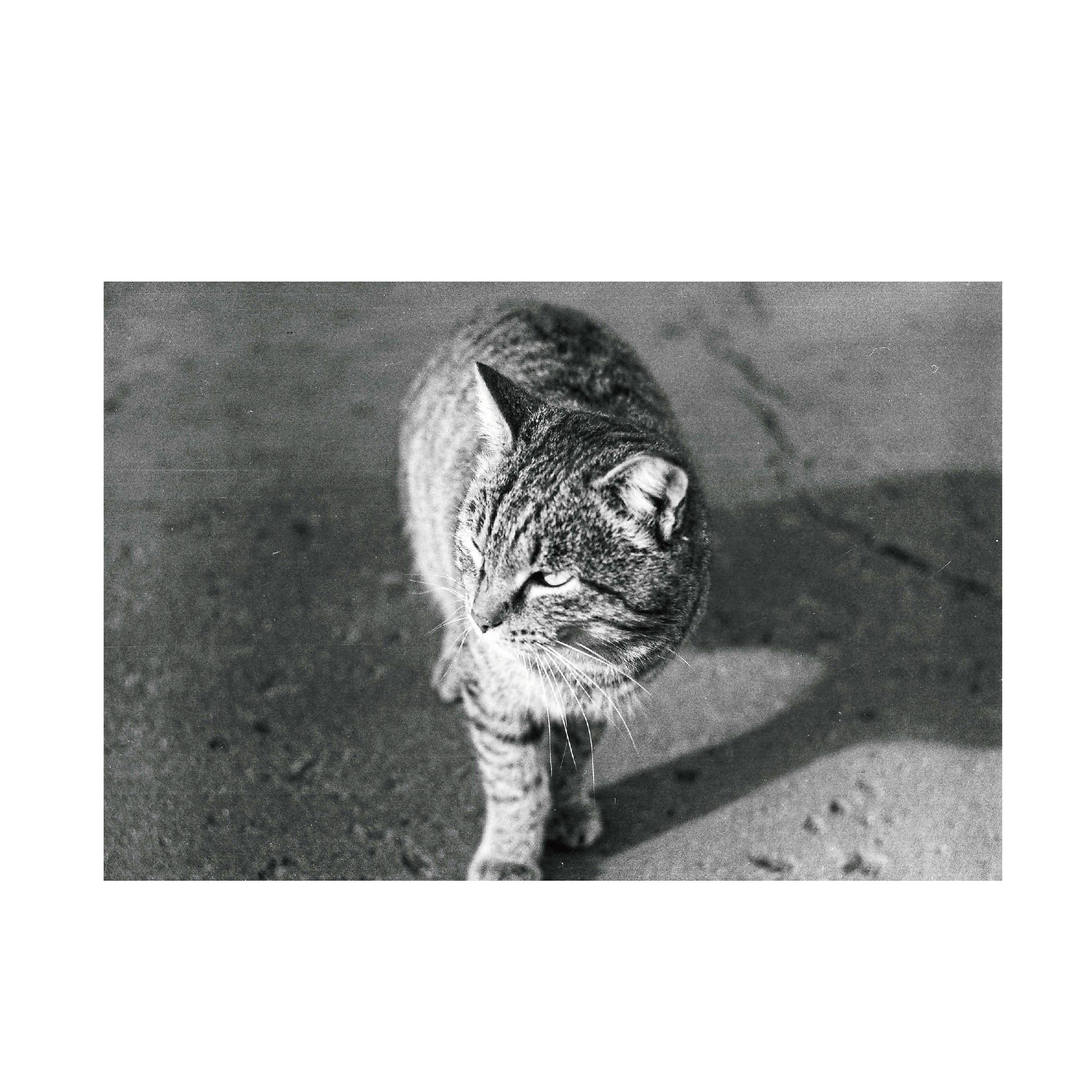 Fomapan 200
