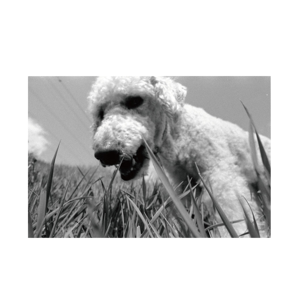 Fomapan 200