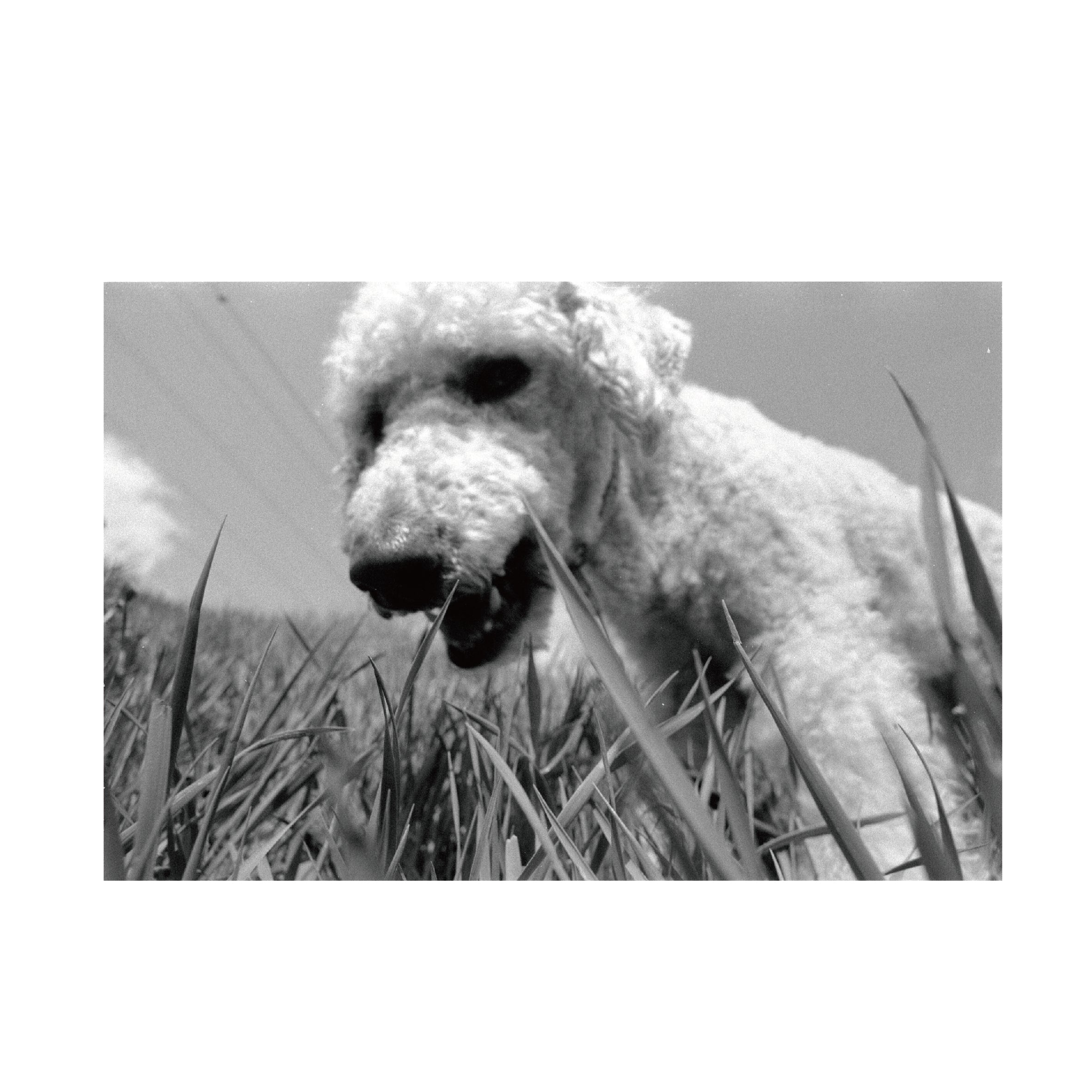 Fomapan 200