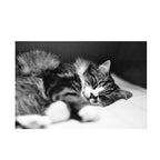 Fomapan 200