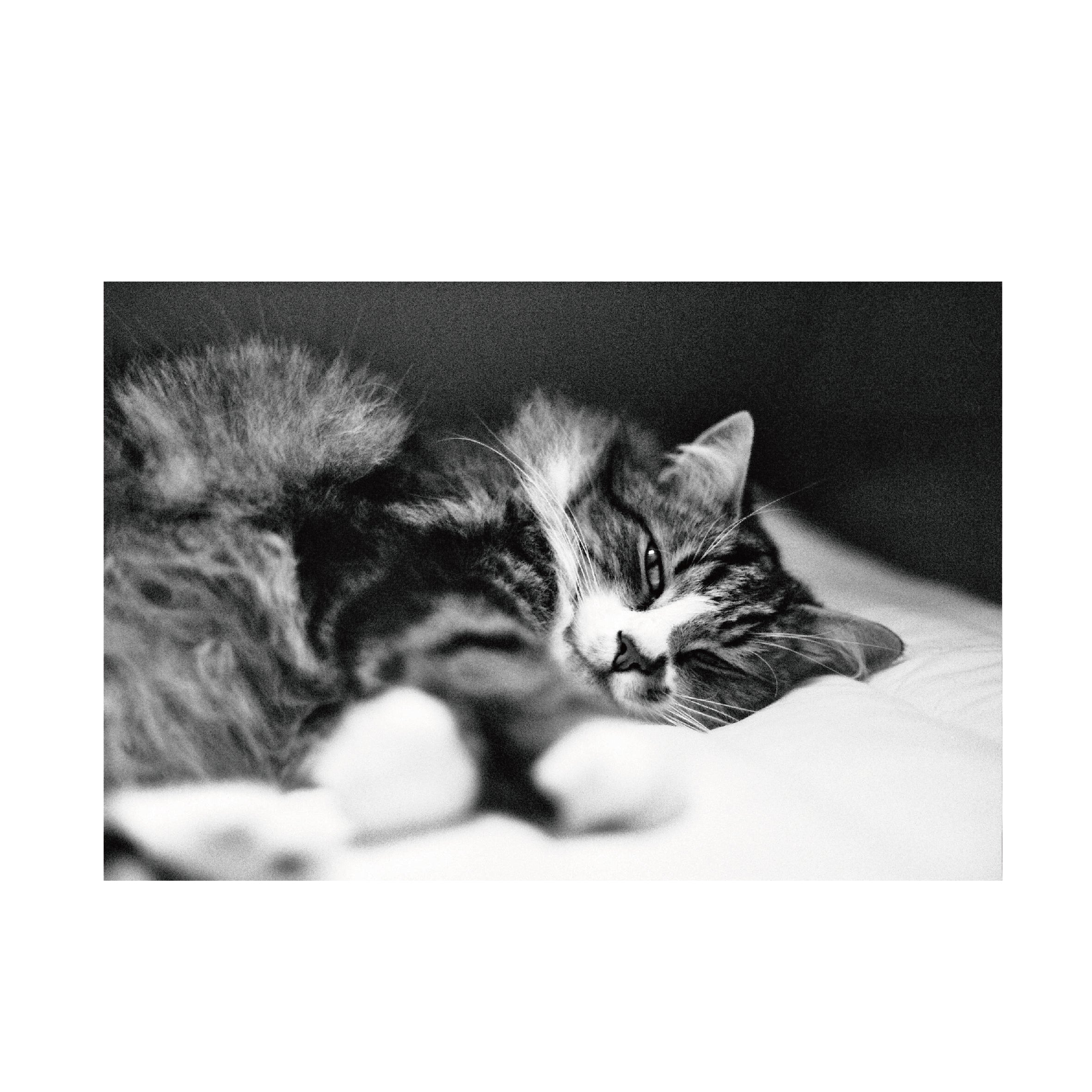 Fomapan 200