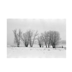 Fomapan 200