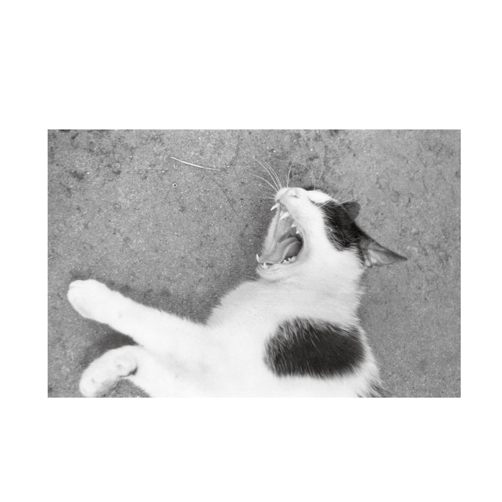 Fomapan 200