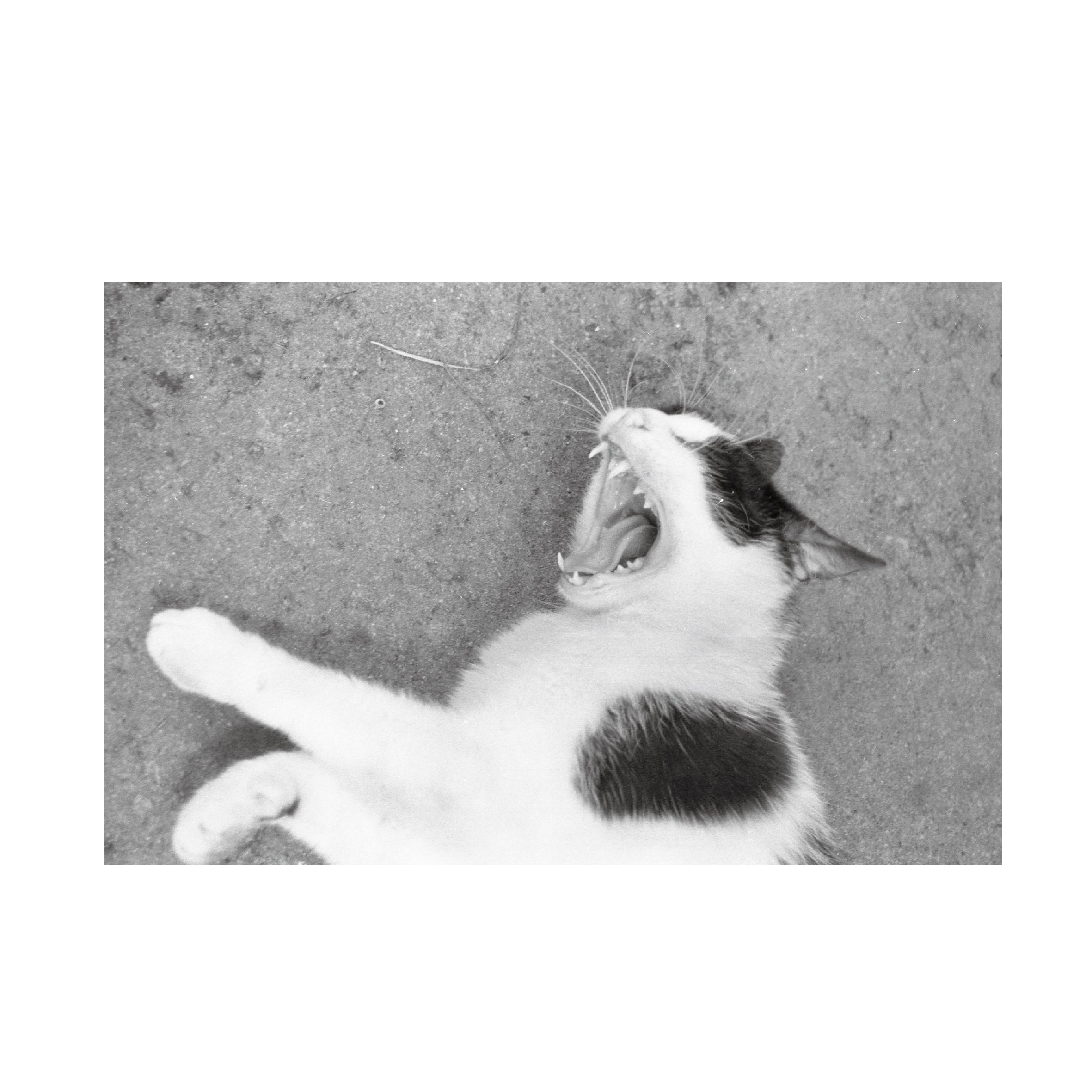 Fomapan 200