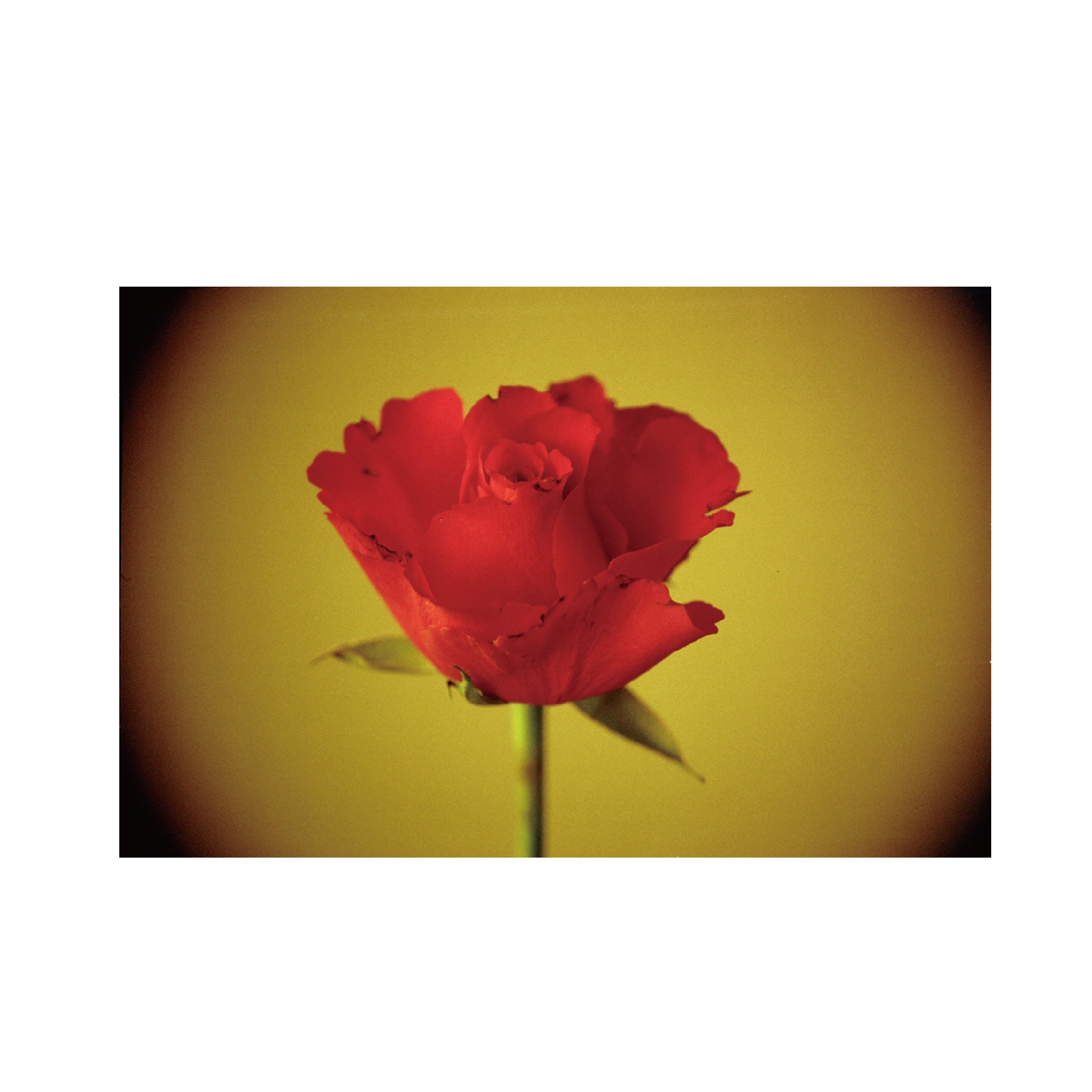 Hanalogital Fox 25-200