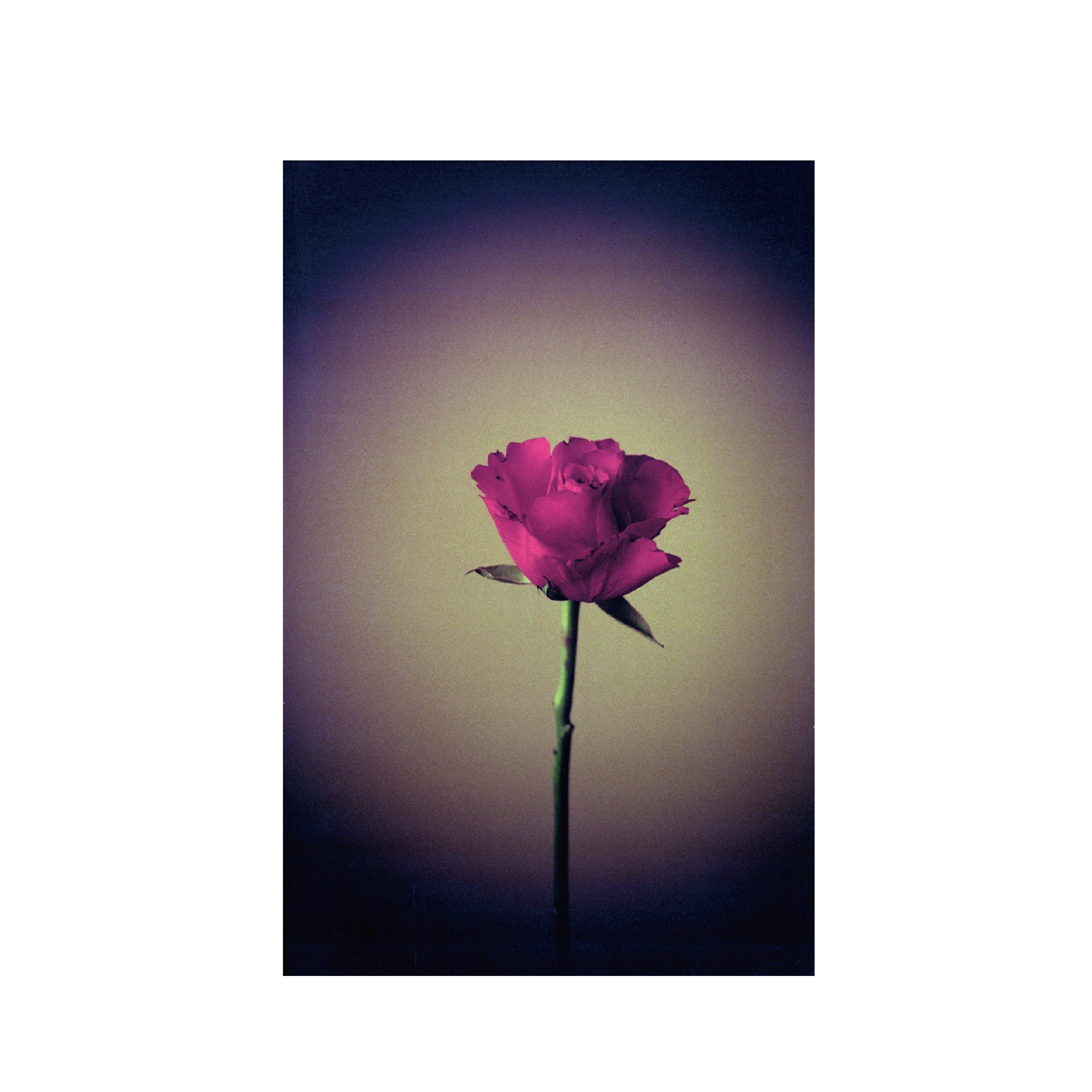 Hanalogital Fox 25-200