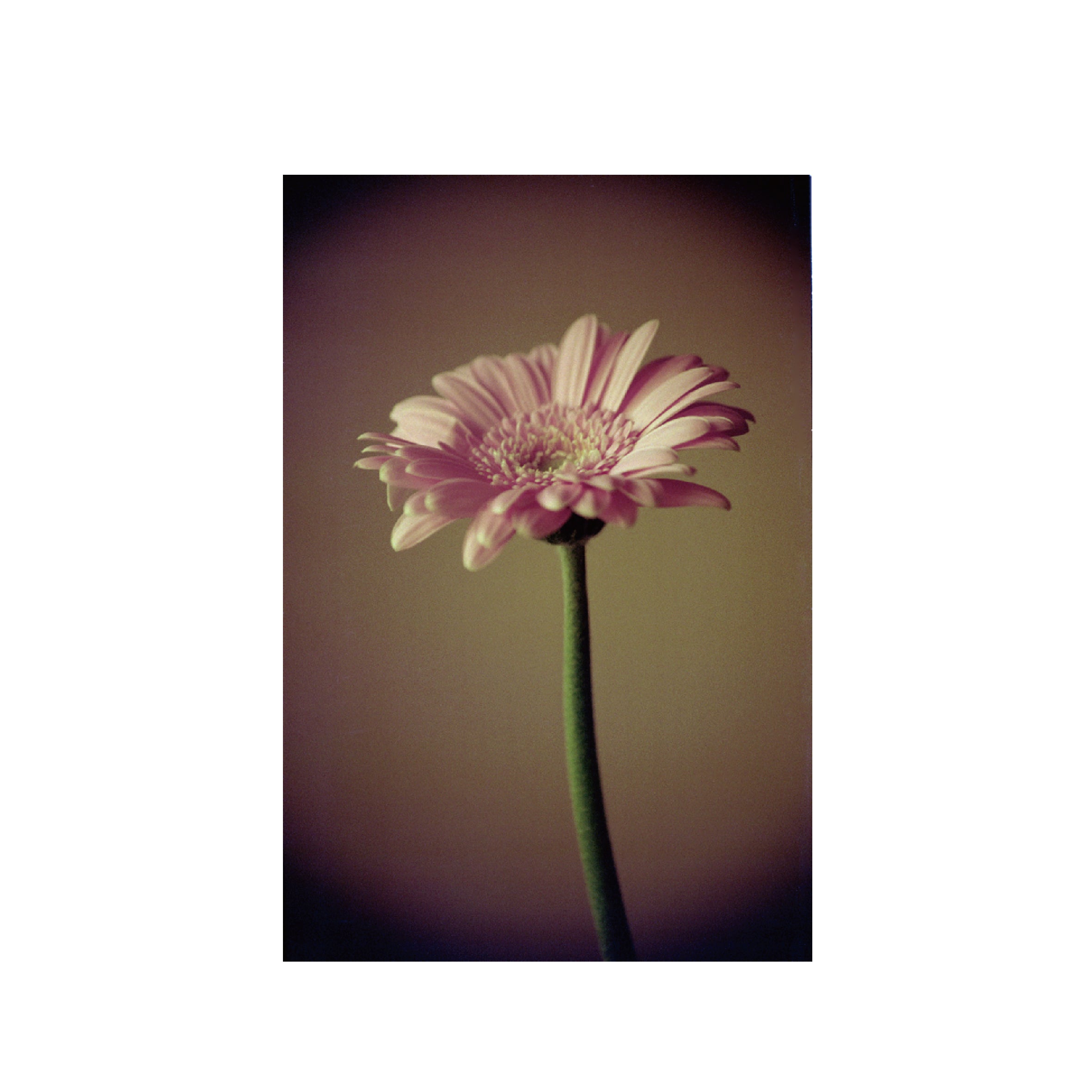 Hanalogital Fox 25-200