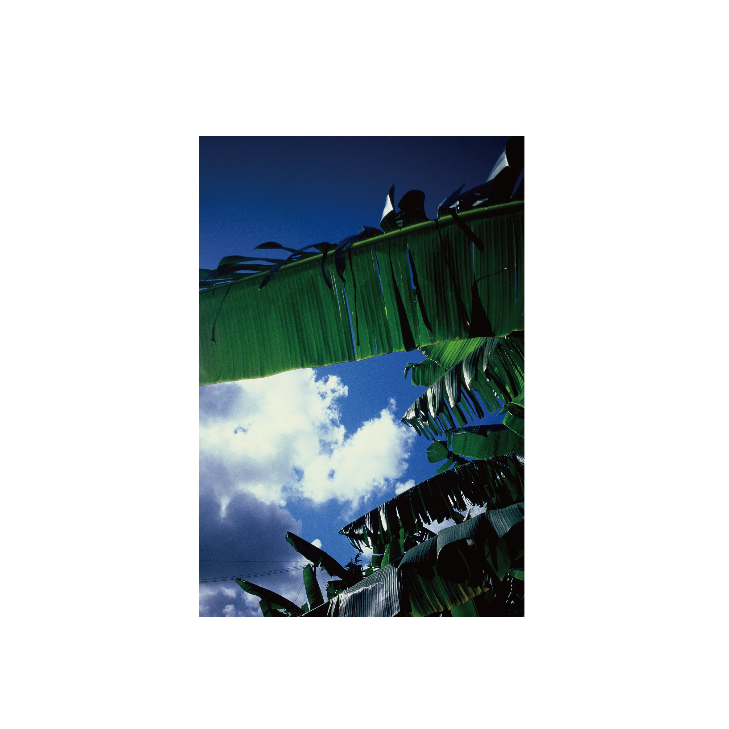 Fujifilm Fujichrome Velvia 50