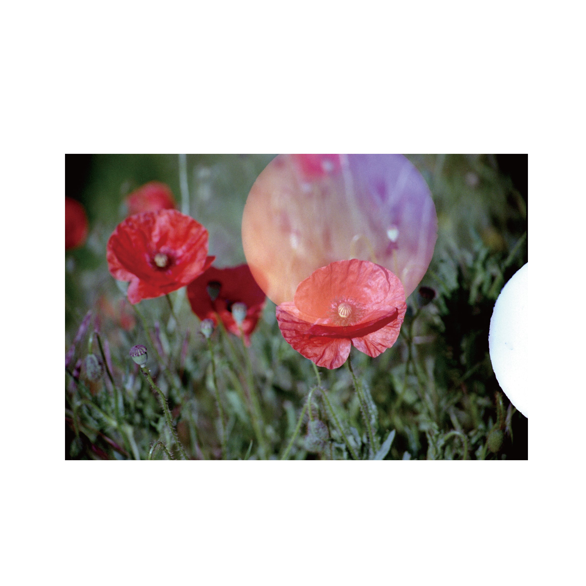 Hanalogital Halo 200