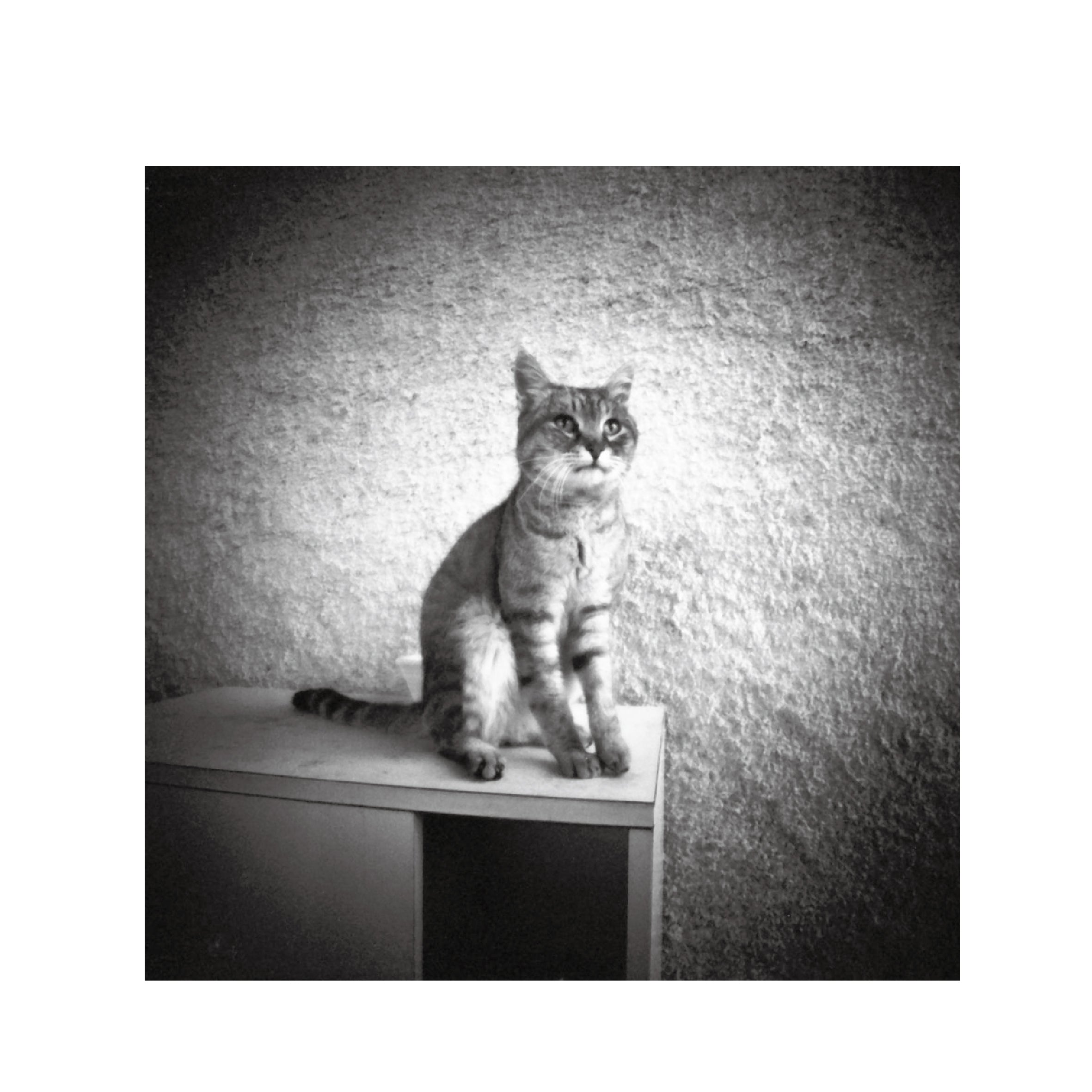 Ilford HP5 Plus 400 B&W 120 Format